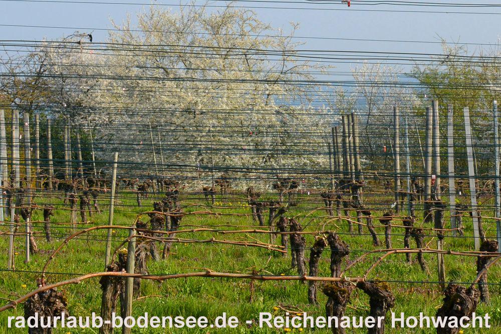 Vin og vingårder ved Bodensjøen